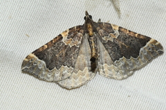 Eulithis flavibrunneata