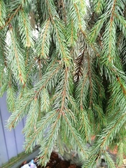 Picea