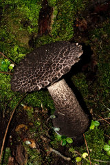 Strobilomyces confusus