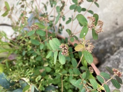 Euphorbia berteroana