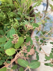 Euphorbia berteroana