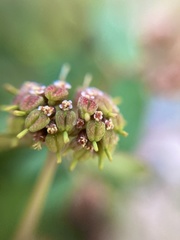 Euphorbia berteroana