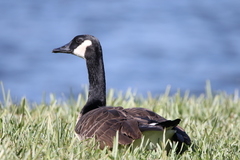 Branta canadensis image