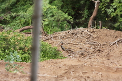 Francolinus francolinus