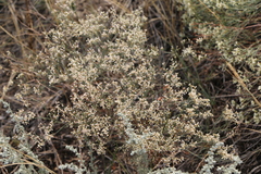 Eriogonum annuum