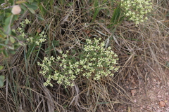 Eriogonum jamesii