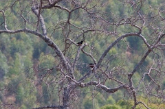 Thamnolaea cinnamomeiventris