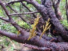 Arceuthobium tsugense