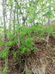 Piptadenia obliqua