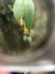 Lepanthes rupestris