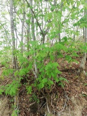 Piptadenia obliqua