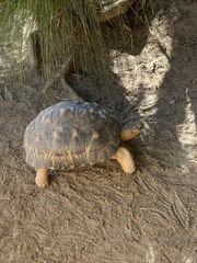 Astrochelys radiata