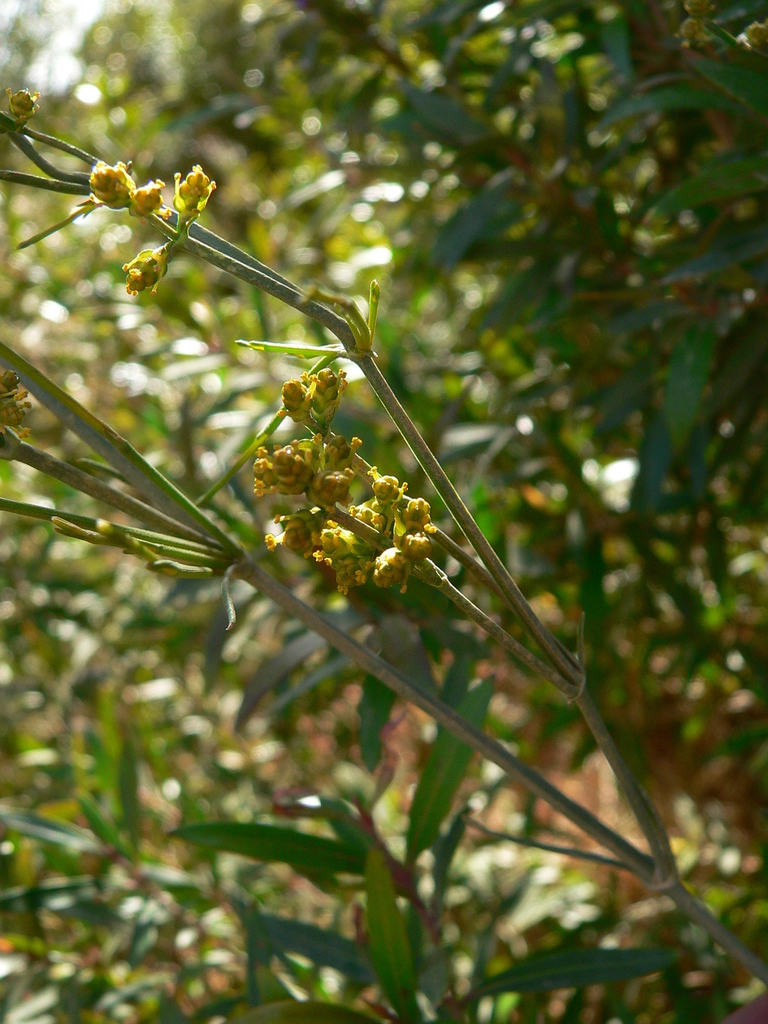White Shrubby Horsetail