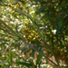 Ephedra alata alenda - Photo (c) Sébastien SANT, algunos derechos reservados (CC BY-NC), subido por Sébastien SANT