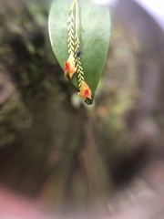 Lepanthes rupestris