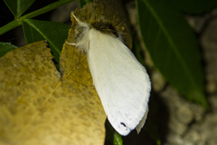 Trichiocercus mesomelas