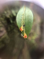 Lepanthes rupestris