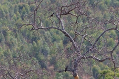 Thamnolaea cinnamomeiventris