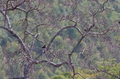 Thamnolaea cinnamomeiventris