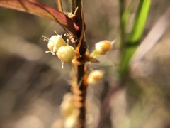 Cuscuta