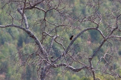 Thamnolaea cinnamomeiventris