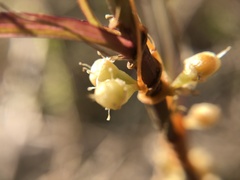 Cuscuta