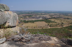 Thamnolaea cinnamomeiventris