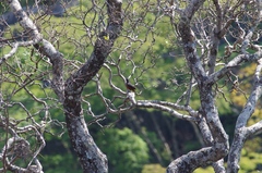 Thamnolaea cinnamomeiventris