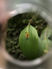 Lepanthes rupestris