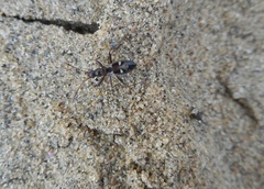 Slaterobius insignis