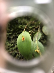 Lepanthes rupestris