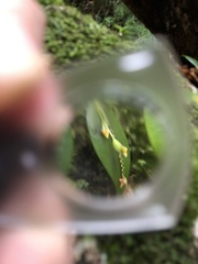 Lepanthes rupestris