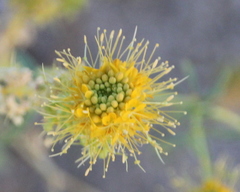 Cleomella palmeri