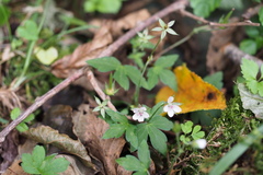 Geranium thunbergii