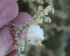 Asphondylia floccosa