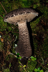 Strobilomyces confusus