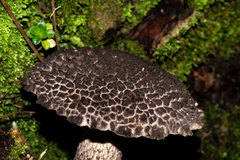 Strobilomyces confusus