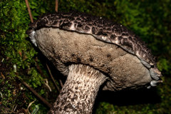 Strobilomyces confusus
