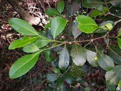 Elaeodendron australe