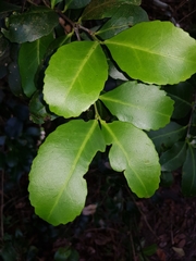Elaeodendron australe