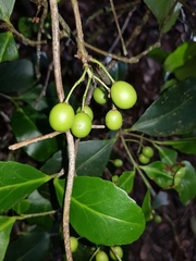 Elaeodendron australe