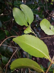 Elaeodendron australe
