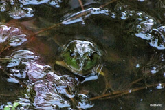 Euphlyctis karaavali