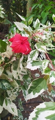 Hibiscus × archeri