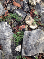 Packera millefolium