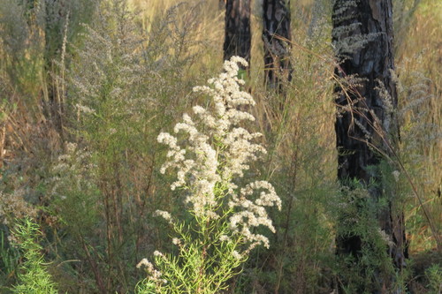 Eupatorium compositifolium image