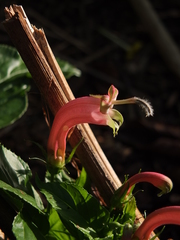 Centropogon cornutus