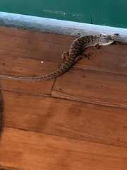 Elgaria multicarinata multicarinata