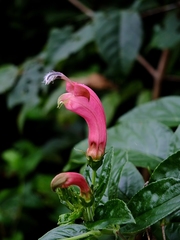 Centropogon cornutus