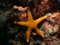 Fromia polypora